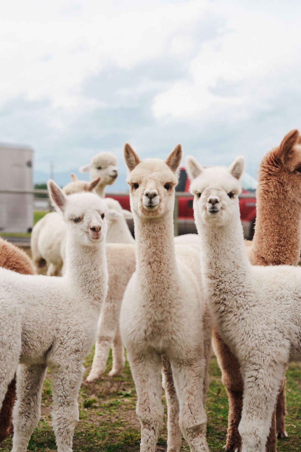 Alpaca Picnic Individual TICKET