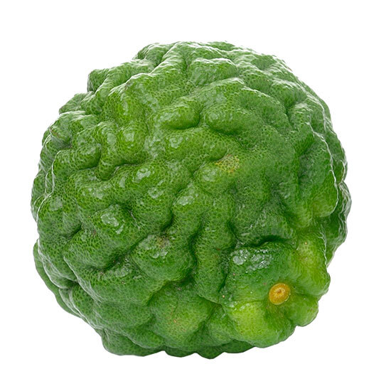 Bergamot (Citrus bergamia) Bergamot (Citrus bergamia)