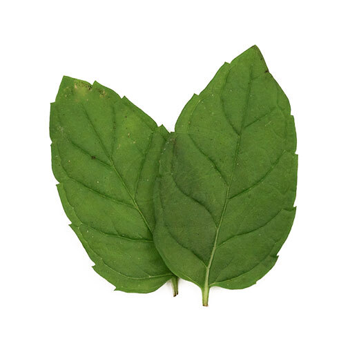 Peppermint Organic (Mentha arvensis) Peppermint Organic (Mentha arvensis)