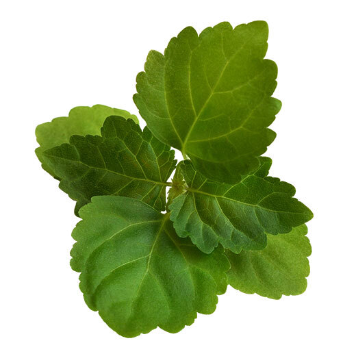 Patchouli (Pogostemon cablin) Patchouli (Pogostemon cablin)