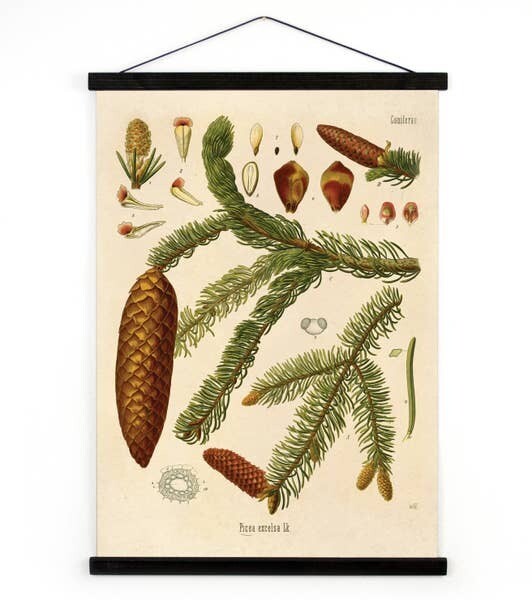 Vintage Canvas- Coniferae Series