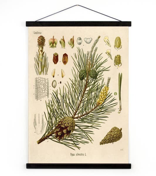 Vintage Canvas- Coniferae Series