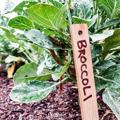 Blank Wood Plant Labels