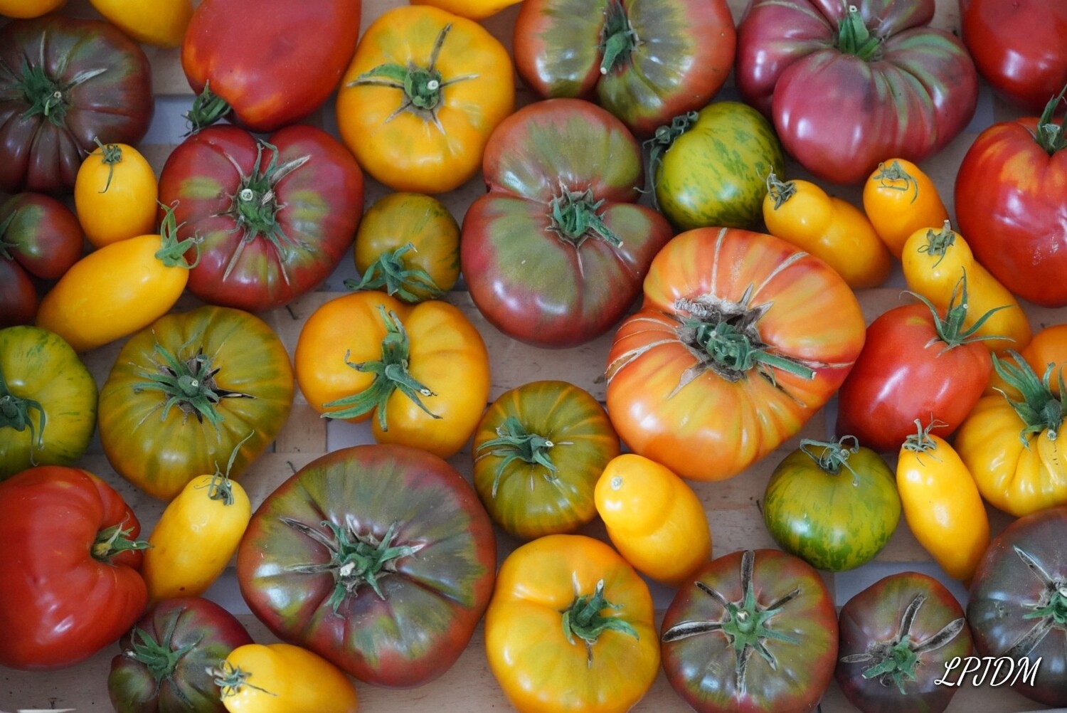 Tomates anciennes Bio Tomates anciennes Bio