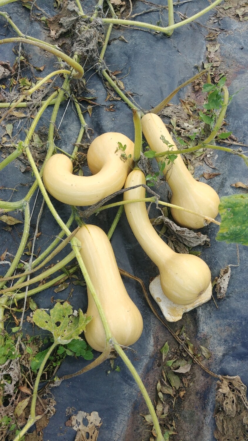 Butternut bio ( pièce supérieur à 1,5kg) Butternut bio ( pièce supérieur à 1,5kg)
