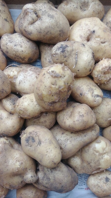 Pommes de terre nouvelle bio (kg)