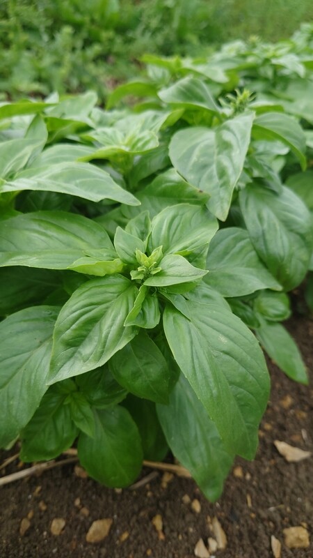 Basilic bio botte (33g)