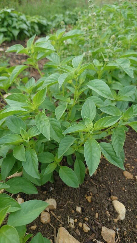 Basilic citronné bio botte (25g)