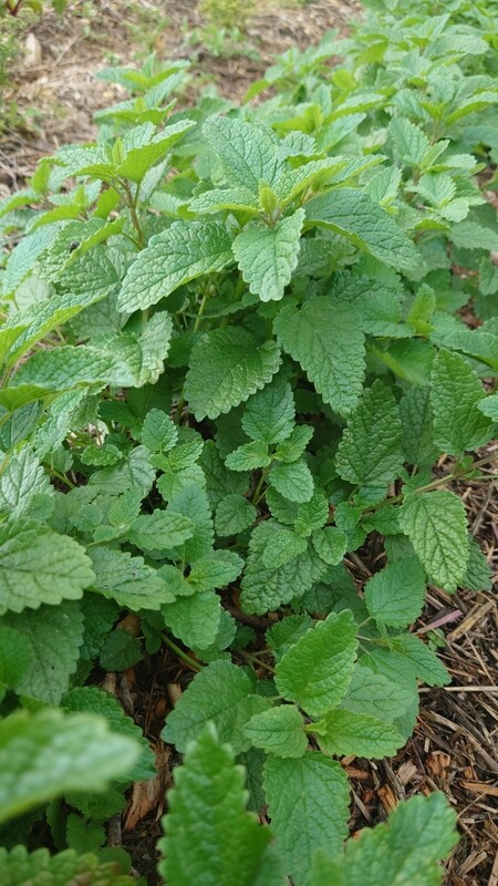 Mélisse citronnée bio botte (20g)