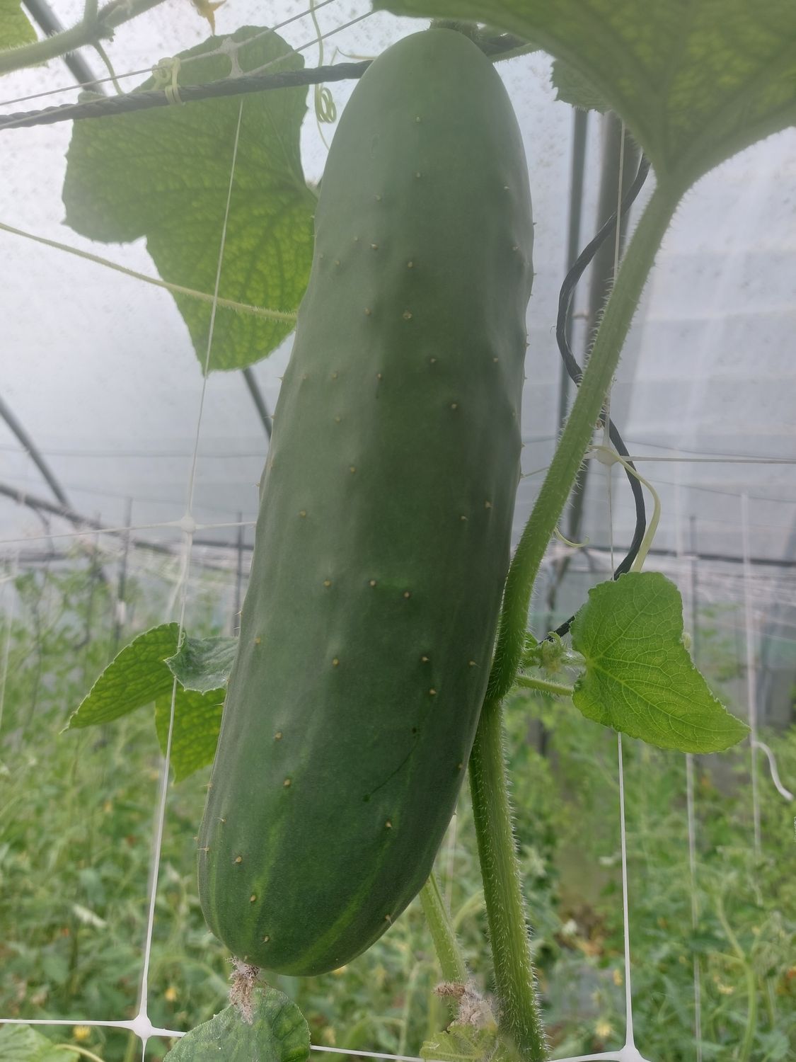 Concombre noa Bio