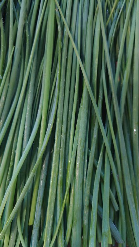 Ciboulette bio botte(20g)