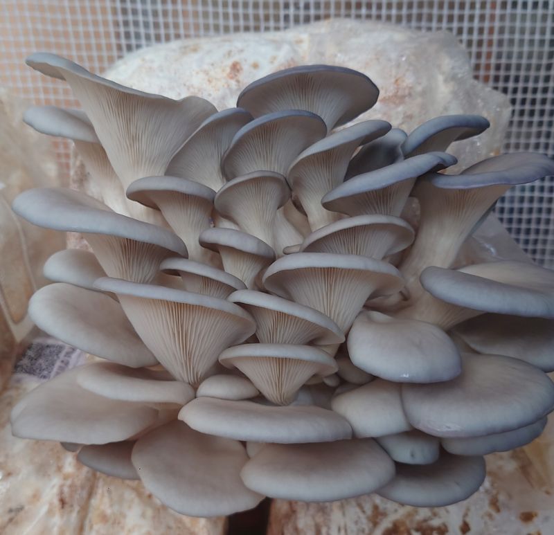 Pleurote bio (~300g)