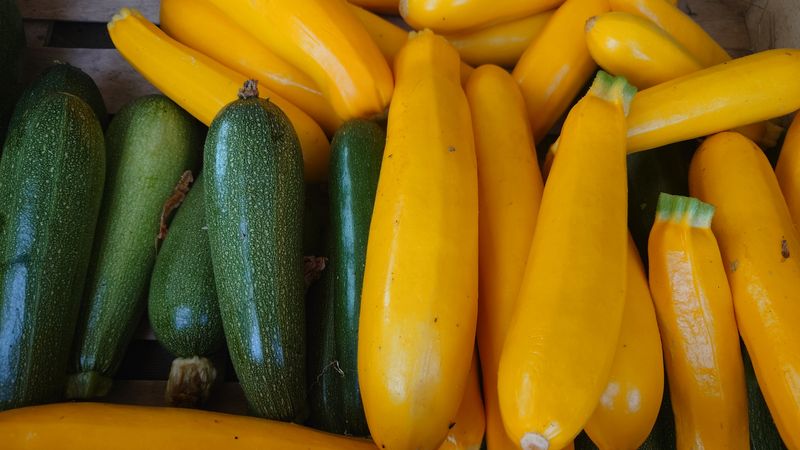 Courgette bio au kg