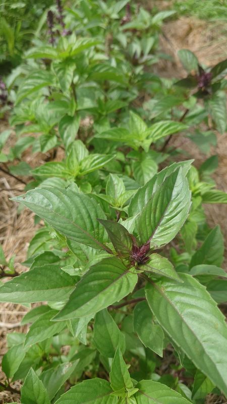 Basilic sacré bio botte (33g)
