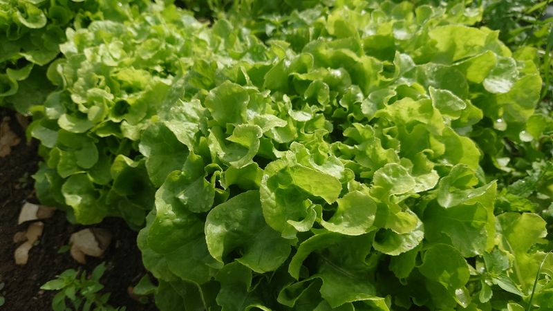 Salade bio