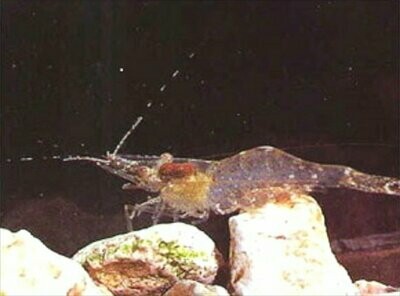 Freshwater Inverts.