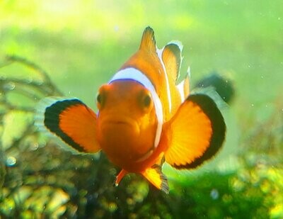Saltwater Fish