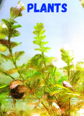 Freshwater Plants