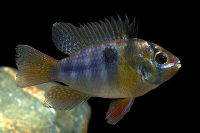 German Blue Ram