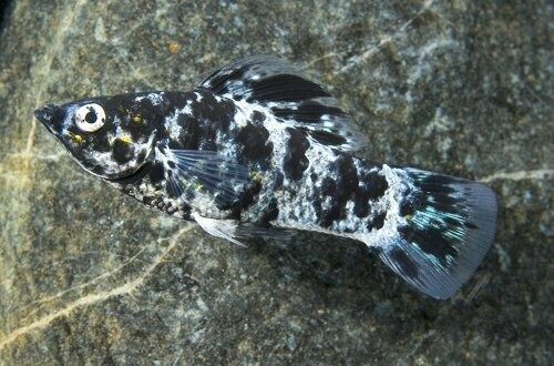 Dalmatian Molly