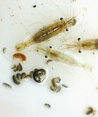 Freshwater Live Foods