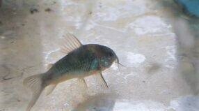 Green Corydoras Catfish