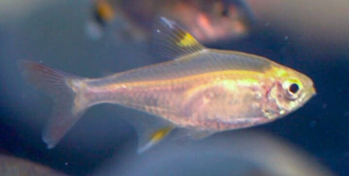 Gold Pristella Tetra