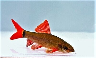 Rainbow Shark