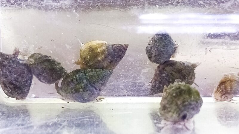 Nassarius Vibex Snail