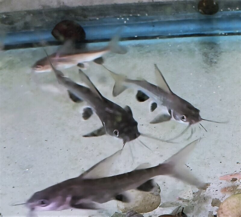 Black Fin Shark