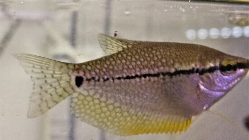 Pearl Leeri Gourami