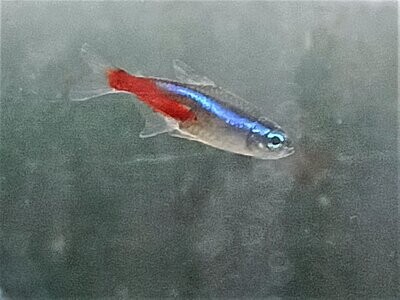 Neon Tetras