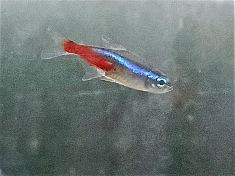 Neon Tetras