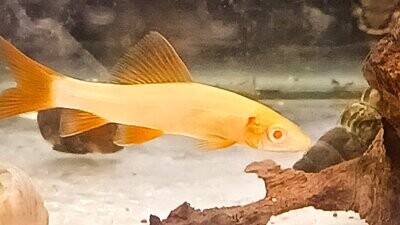 Albino Rainbow Shark