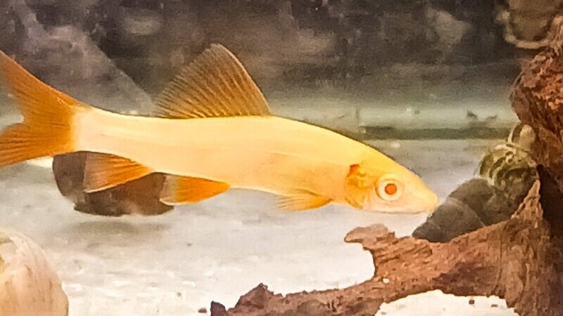 Albino Rainbow Shark