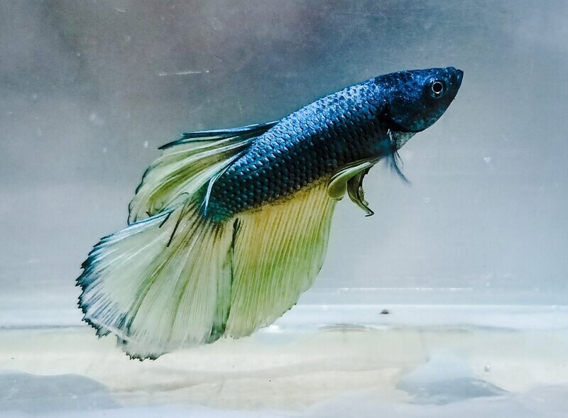 Mustard Gas Halfmoon Betta