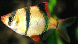 Tiger Barbs
