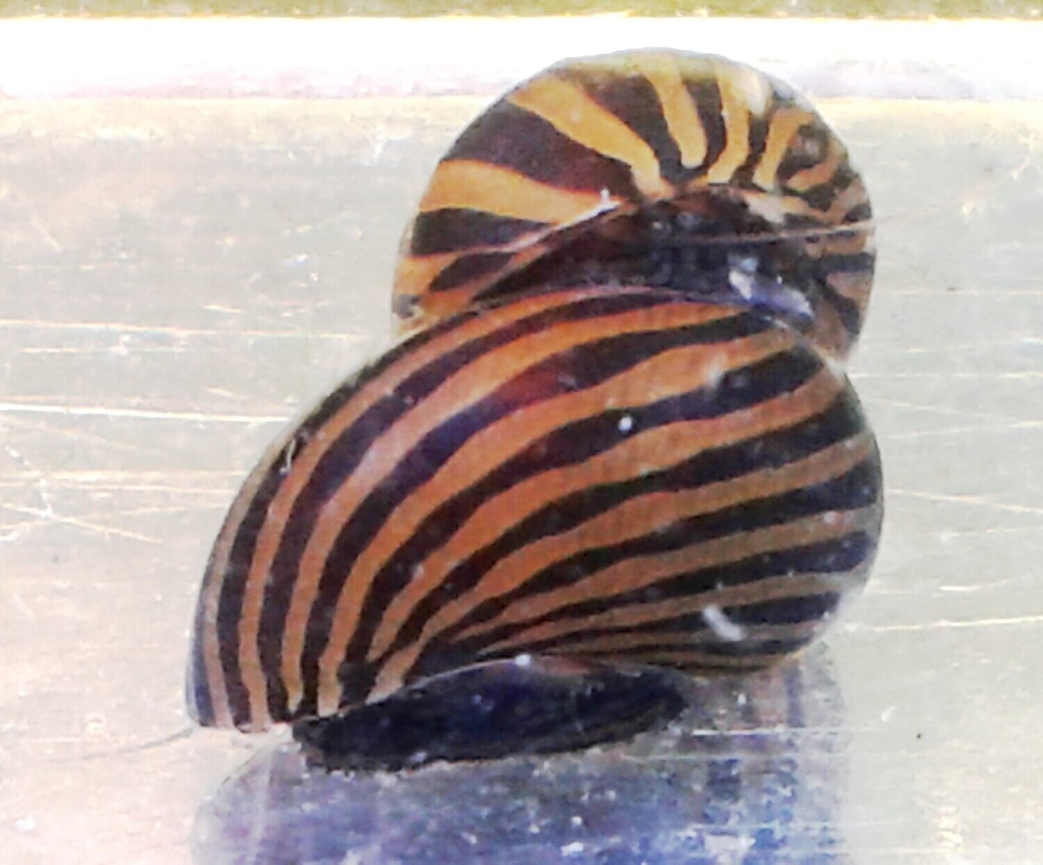 Zebra Nerite