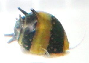 Horned Nerite