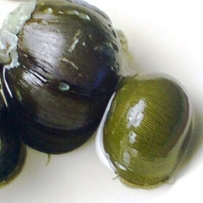 Olive nerite
