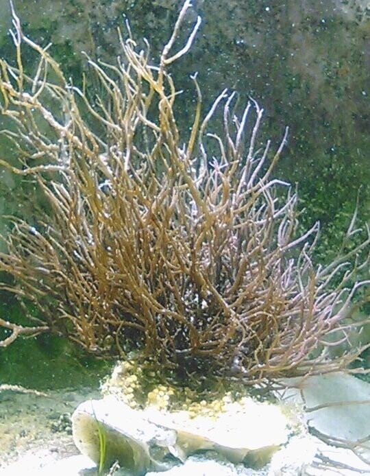 Gracilaria on Shell