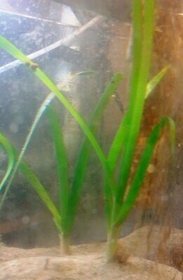 Turtle Grass 3 Plants