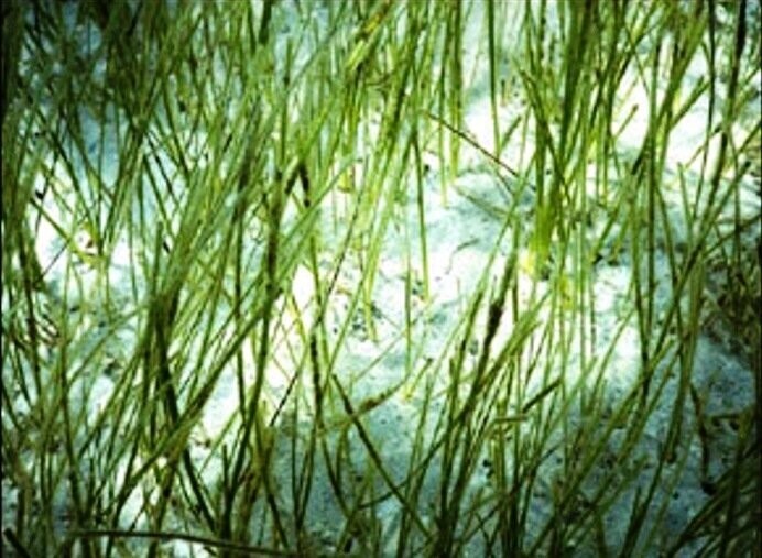 Shoal Grass 12 Plants