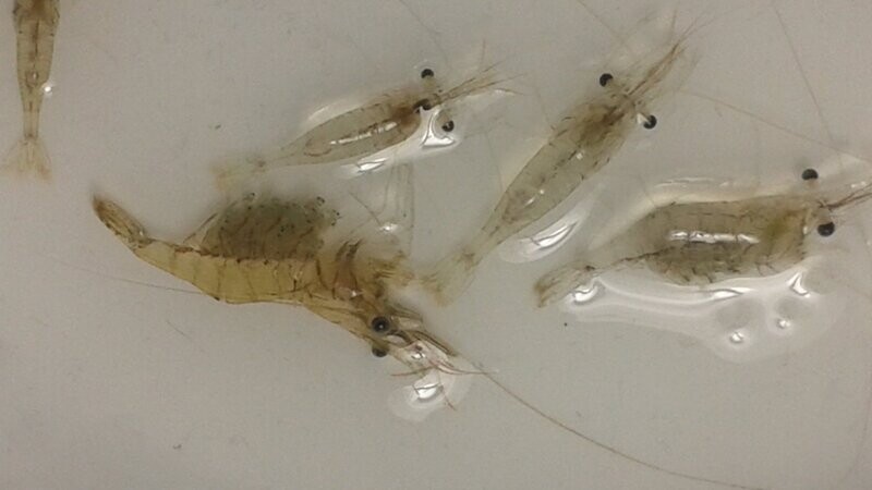 Ghost Shrimp (25)