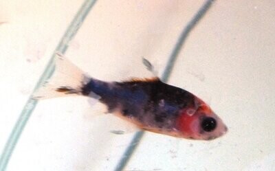 Pond Fish
