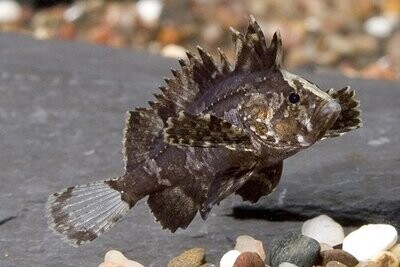 Brackish Water Fish