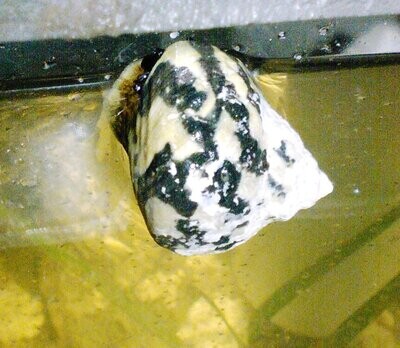 Saltwater Snails