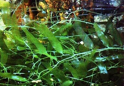 Brackish Water Plants