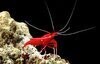 Saltwater Inverts.