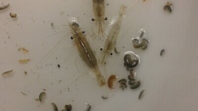Saltwater Live Foods